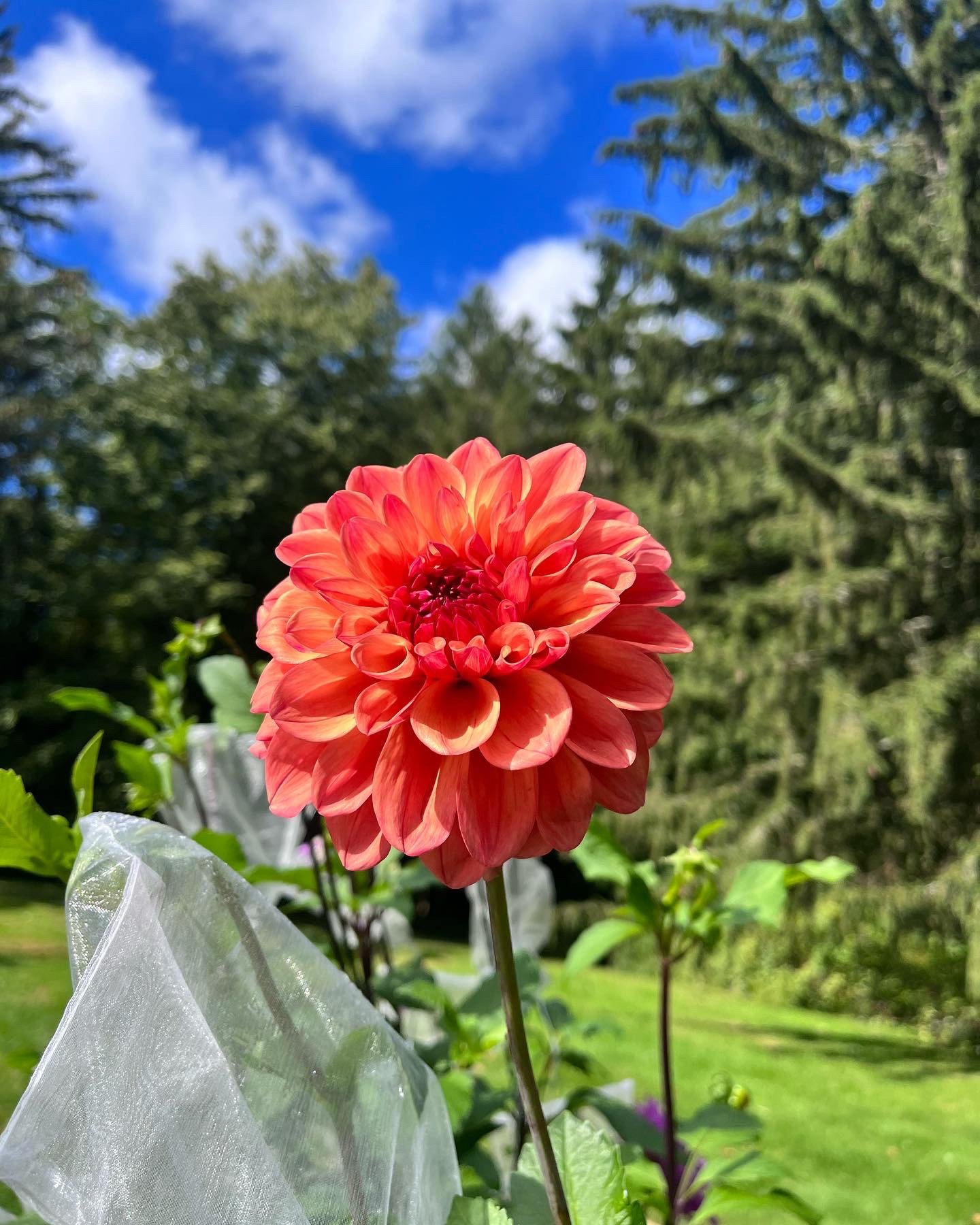 Fresh-cut seasonal flowers from the farm.