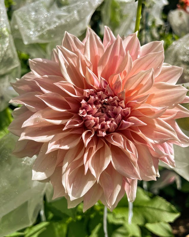 Fresh-cut seasonal flowers from the farm.