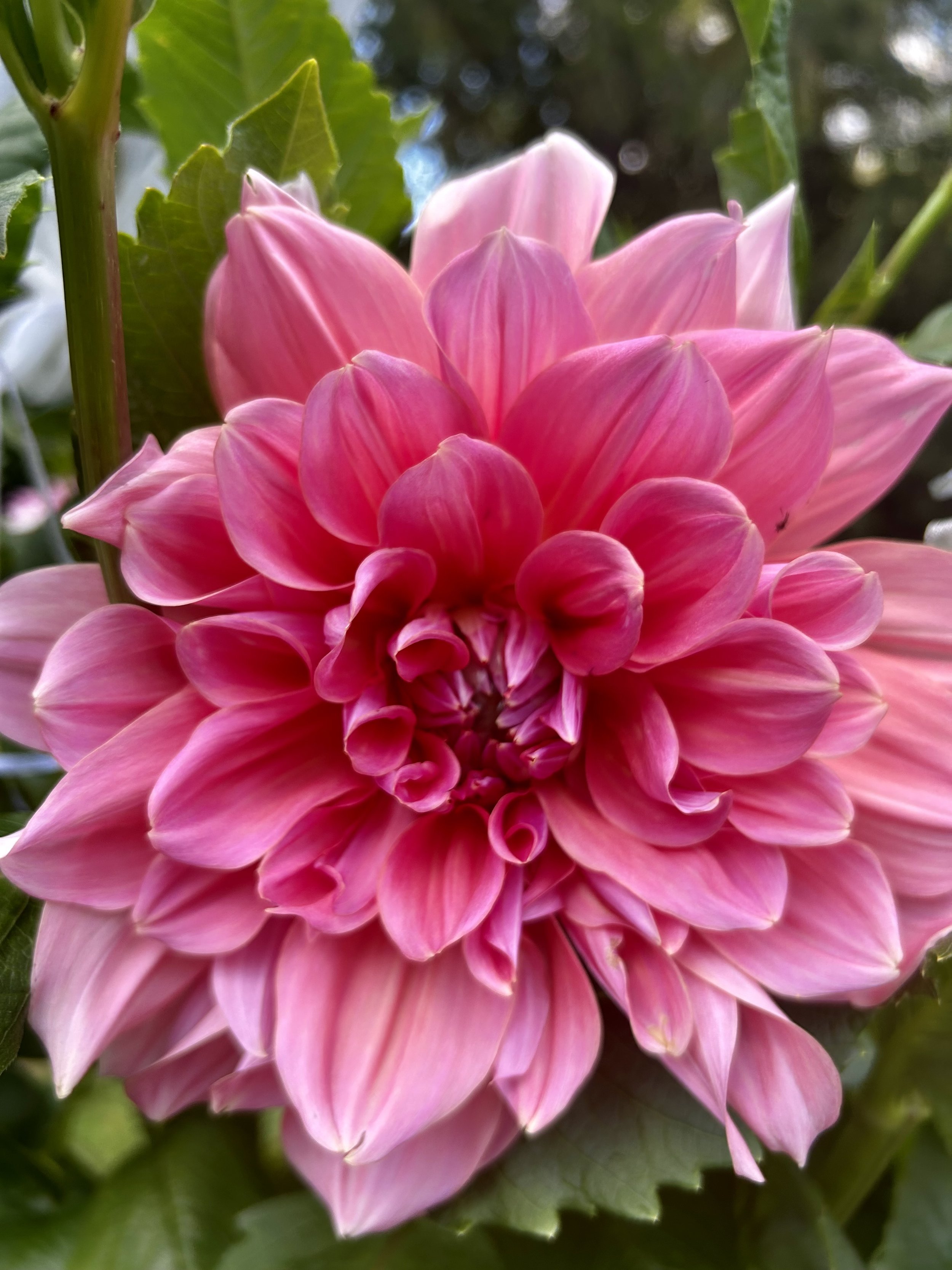 Fresh-cut seasonal flowers from the farm.