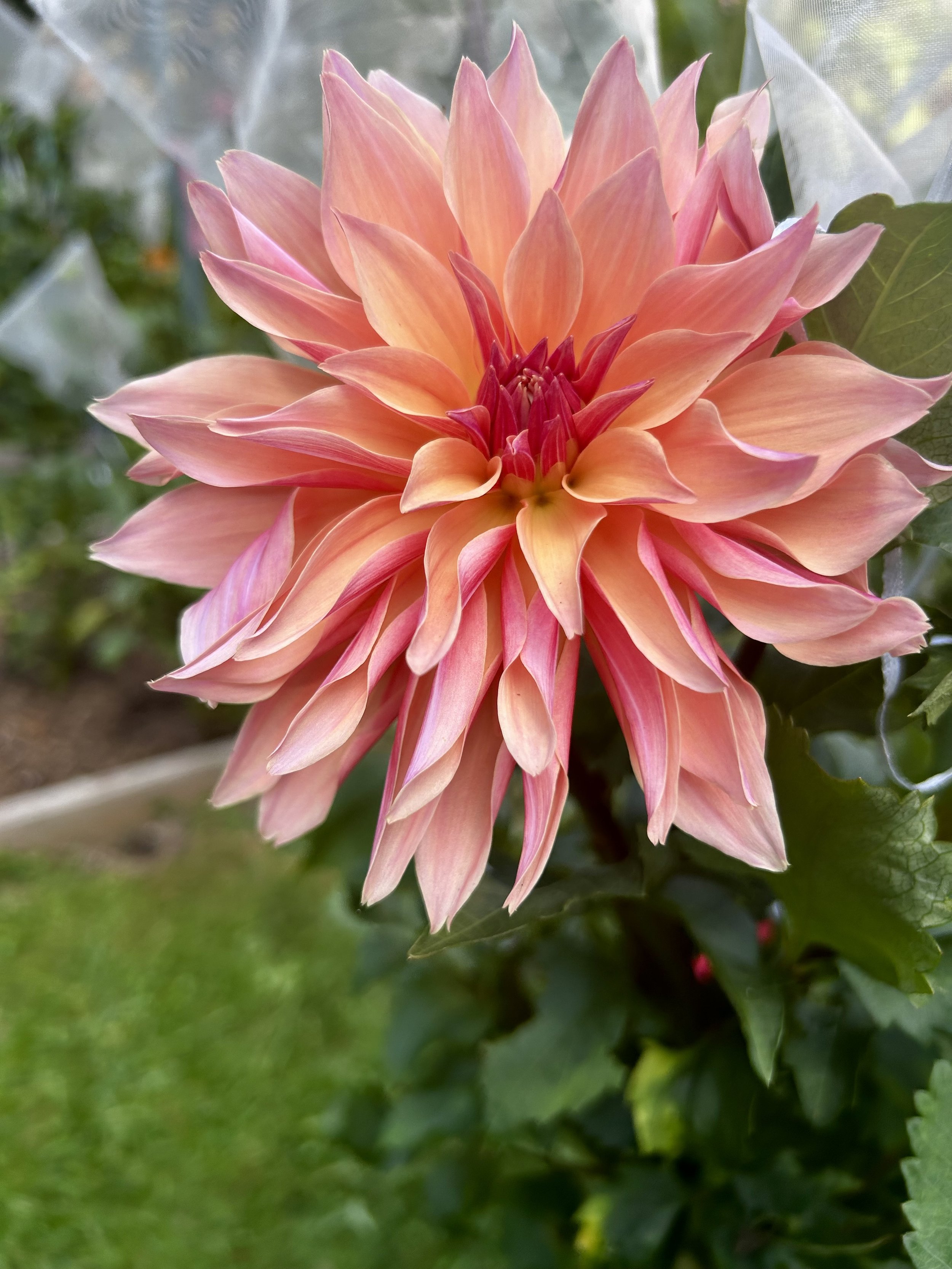 Fresh-cut seasonal flowers from the farm.