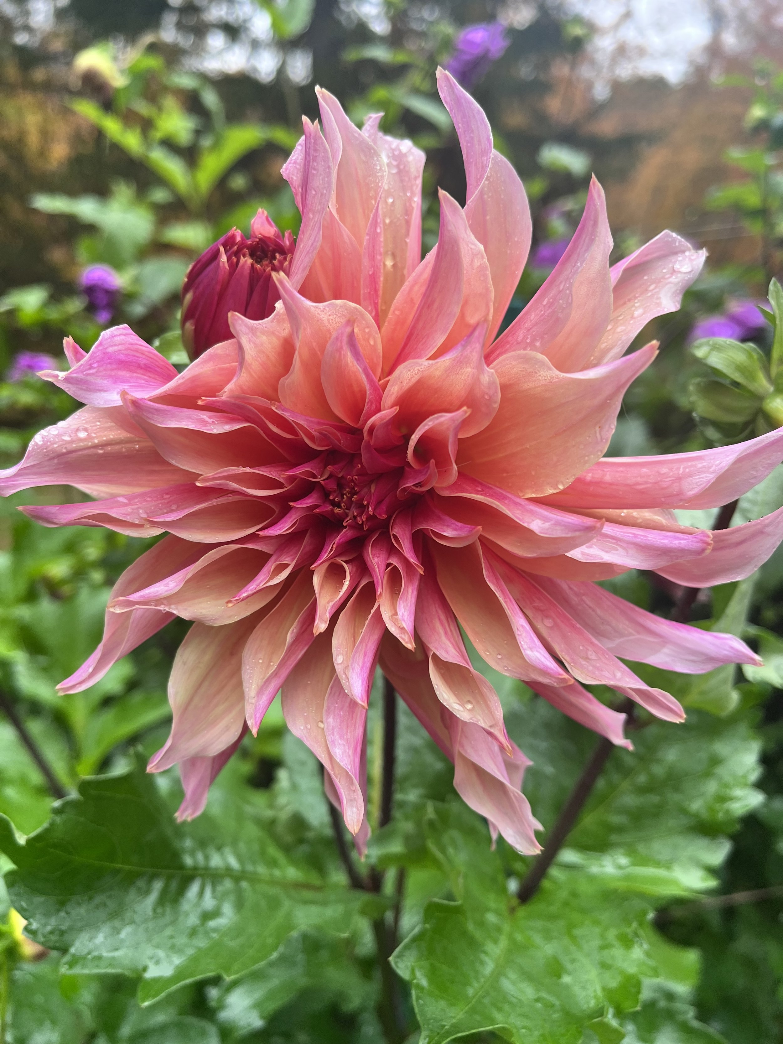 Fresh-cut seasonal flowers from the farm.