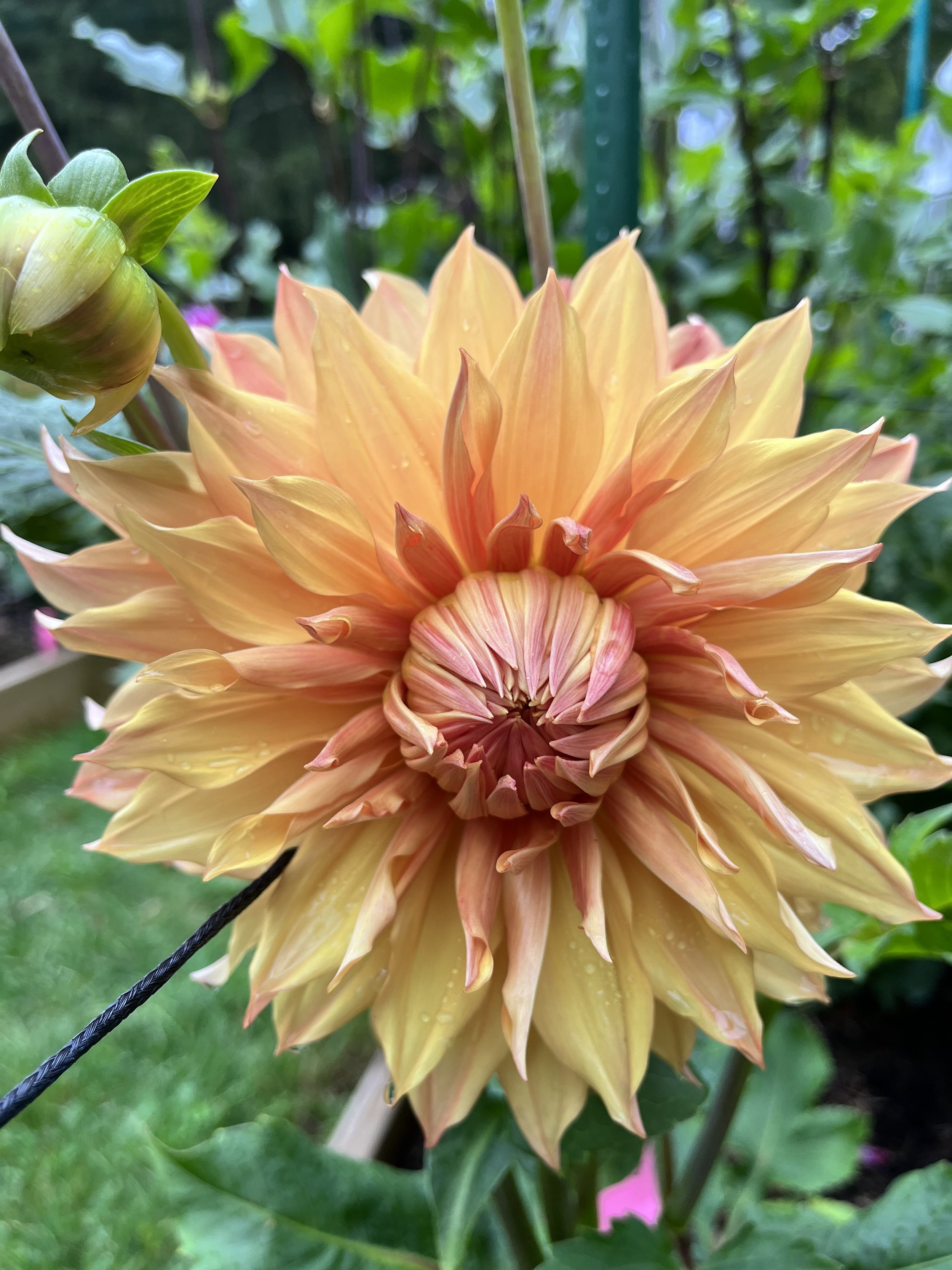 Fresh-cut seasonal flowers from the farm.
